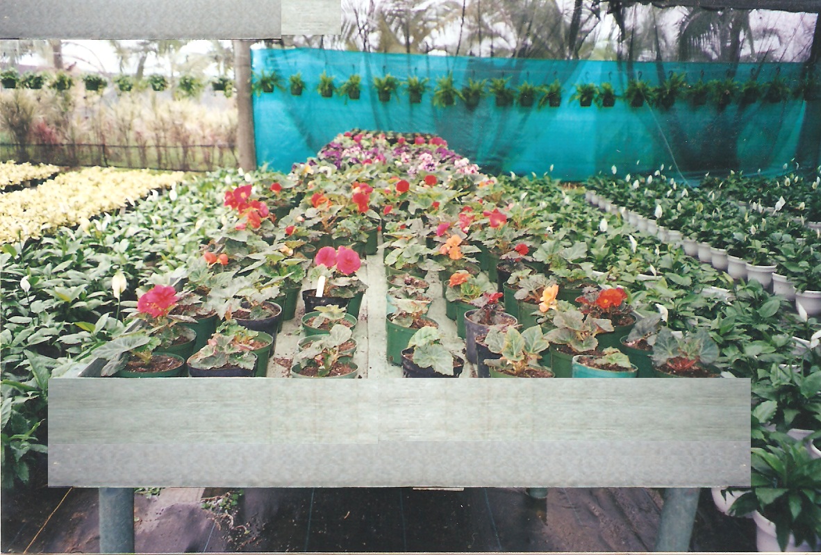 plantas vivas en estanterías planta viva vivero jardín estante para plantas vivas mostrador exhibidor de plantas vivas mostrador de plantas vivas en repisa armario tarima estantes de matas 0003 plantas vivas en estanterías planta viva vivero jardín estante para plantas vivas mostrador exhibidor de plantas vivas mostrador de plantas vivas en repisa armario tarima estantes de matas 0003